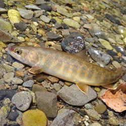 渓流ミノーイング